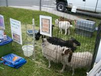 Petting Zoo at Prospectors' Days