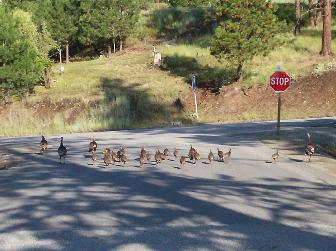 Wild turkeys