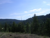 Wooded skyline